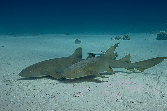 Caribbean grey reef shark