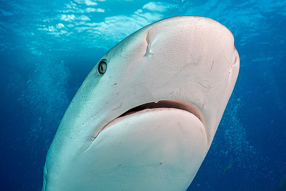 Caribbean grey reef shark