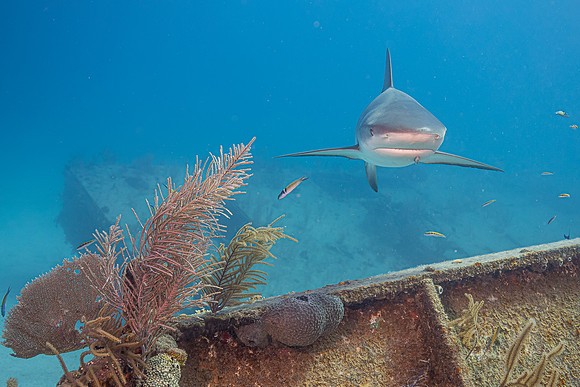 Caribbean grey reef shark