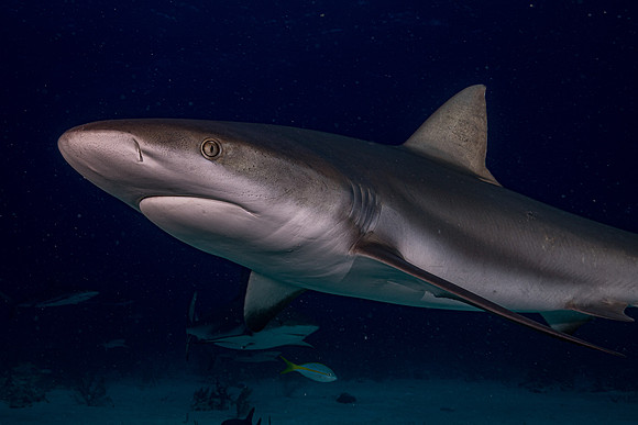 Caribbean grey reef shark