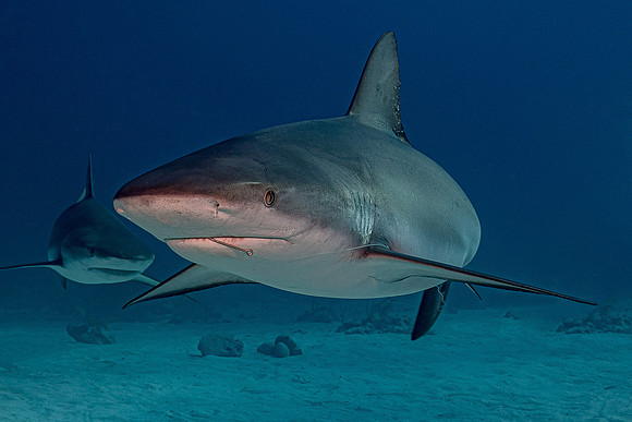 Caribbean grey reef shark