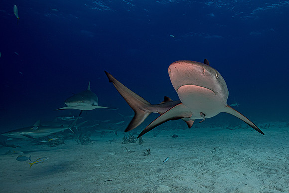Caribbean grey reef shark