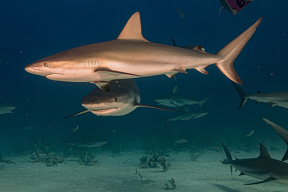 Caribbean grey reef shark