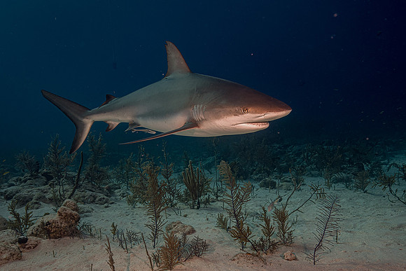 Caribbean grey reef shark