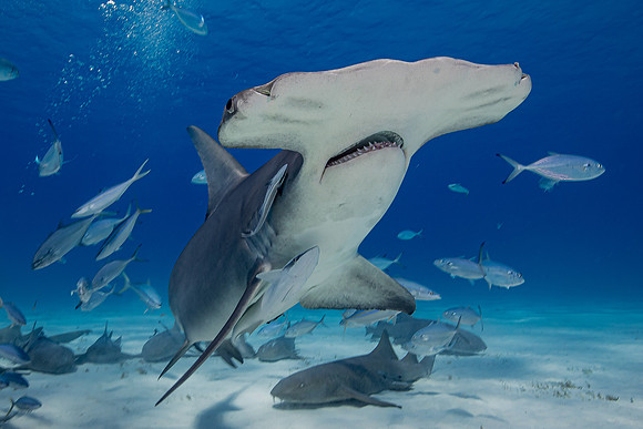 Great hammerhead, in Bimini