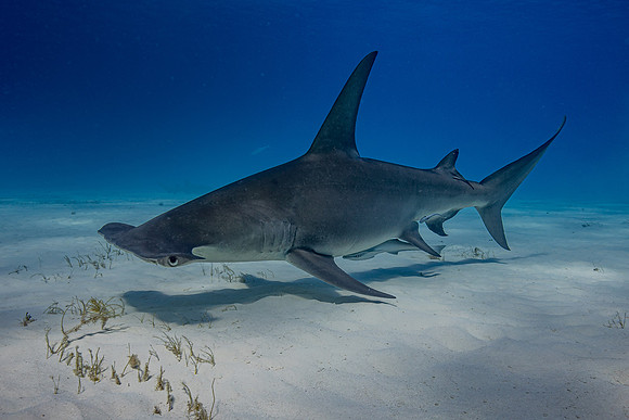 Great hammerhead