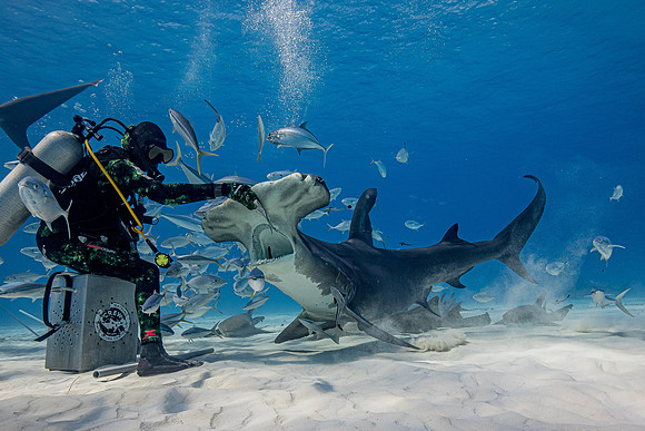 Caribbean grey reef shark