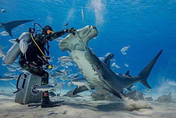 Great hammerhead, in Bimini