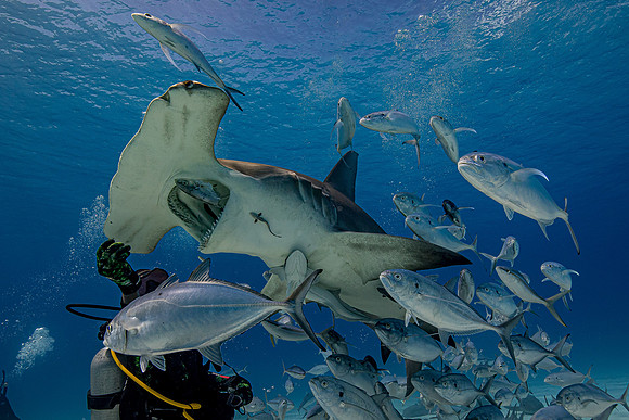 Great hammerhead, in Bimini