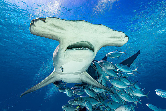 Great hammerhead, in Bimini