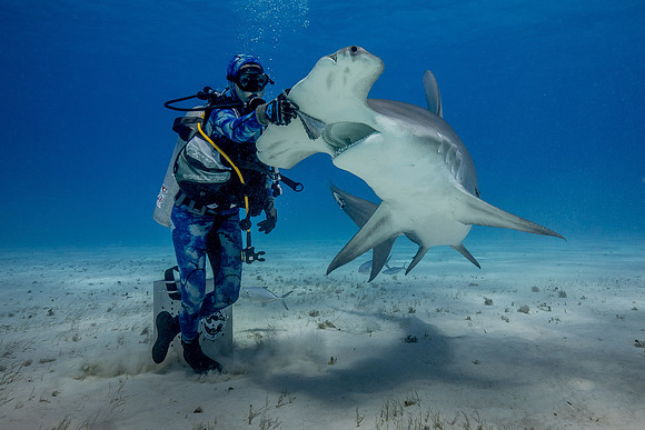 Great hammerhead, in Bimini