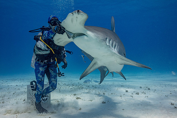 Great hammerhead, in Bimini
