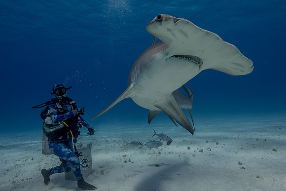 Great hammerhead, in Bimini