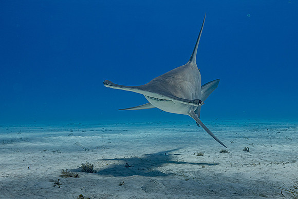 Great hammerhead, in Bimini