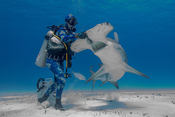 Great hammerhead, in Bimini