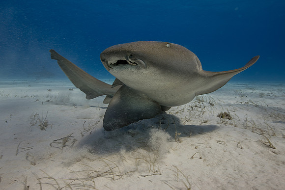 nurse shark