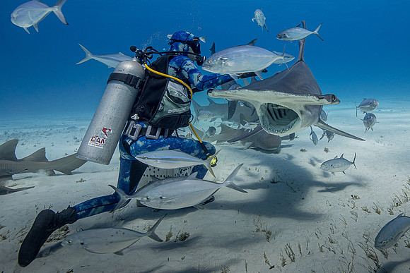 great hammerhead
