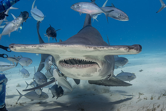 Great hammerhead