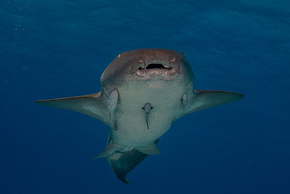 Nurse shark