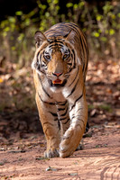 tiger cub