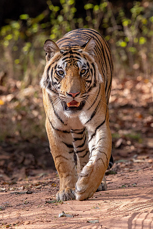 tiger cub