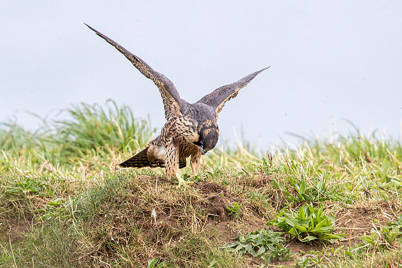 SLDX8215