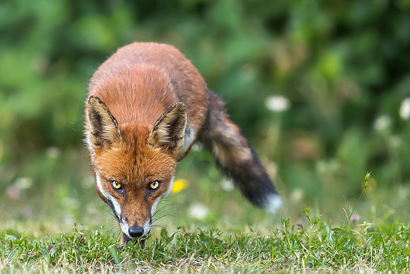 fox