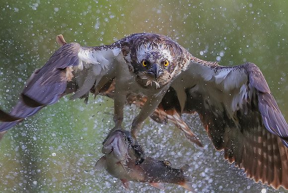 osprey
