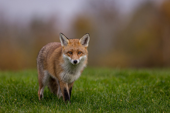 The red fox, Vulpes vulpes
