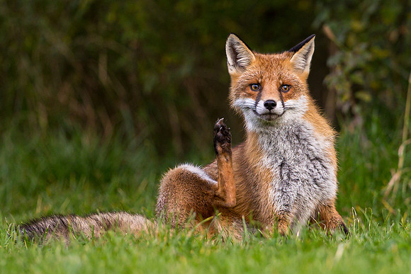 The red fox, Vulpes vulpes