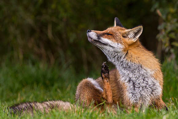 The red fox, Vulpes vulpes