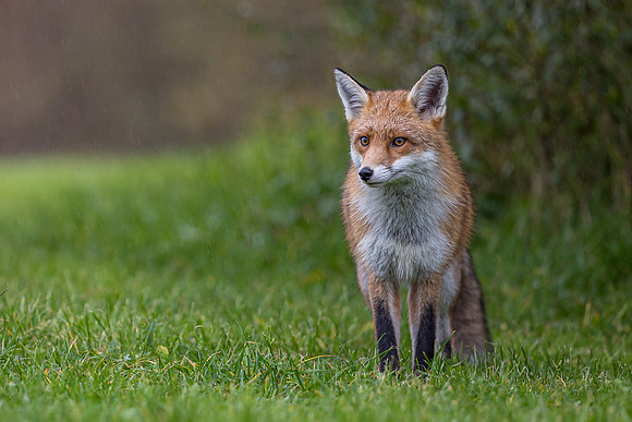 The red fox, Vulpes vulpes
