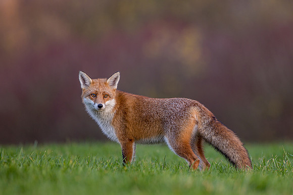 The red fox, Vulpes vulpes