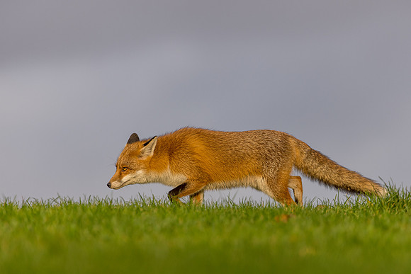 The red fox, Vulpes vulpes