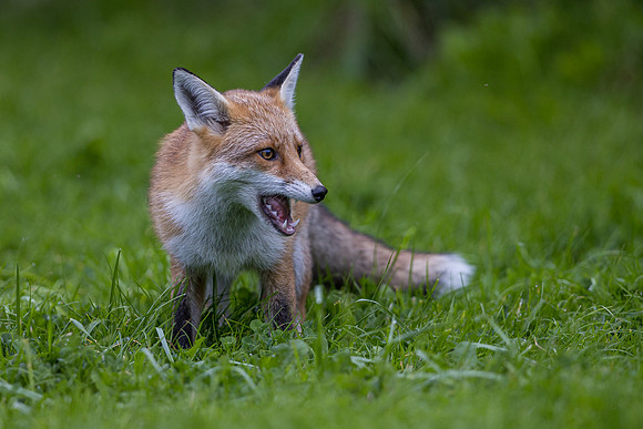 The red fox, Vulpes vulpes