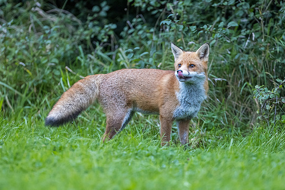 The red fox, Vulpes vulpes