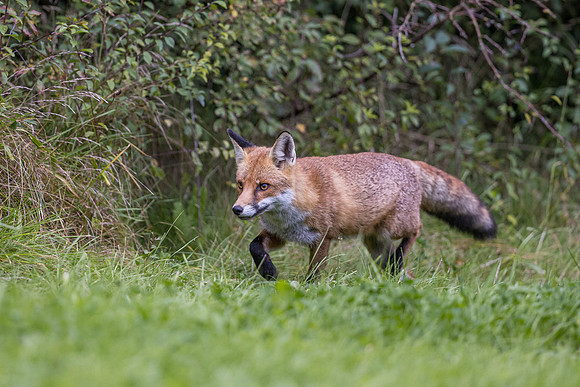 The red fox, Vulpes vulpes