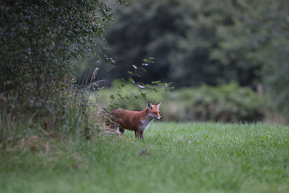 The red fox, Vulpes vulpes