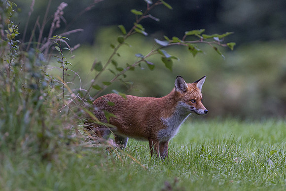 The red fox, Vulpes vulpes