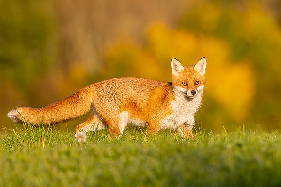 The red fox, Vulpes vulpes