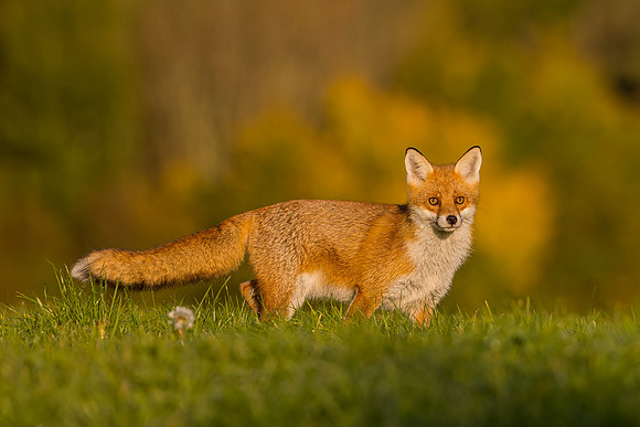 The red fox, Vulpes vulpes