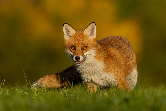 The red fox, Vulpes vulpes