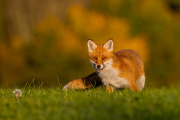 The red fox, Vulpes vulpes