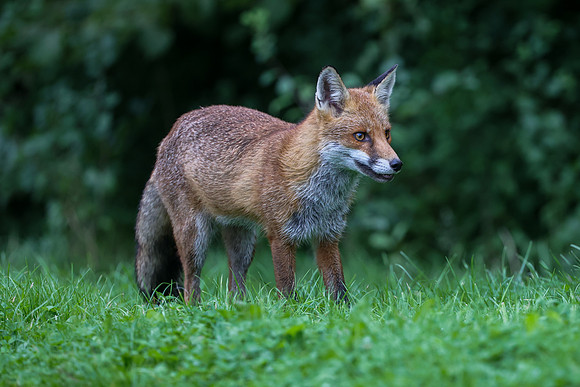 The red fox, Vulpes vulpes