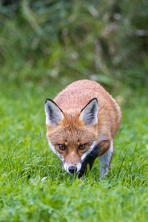 The red fox, Vulpes vulpes