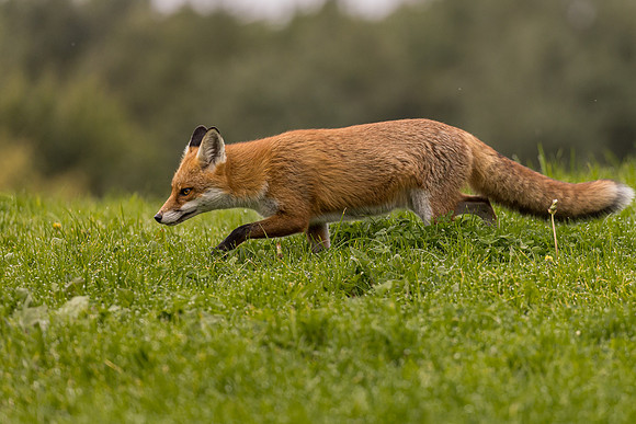 The red fox, Vulpes vulpes