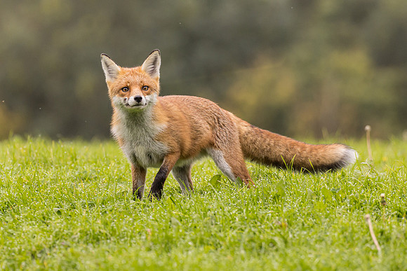 The red fox, Vulpes vulpes