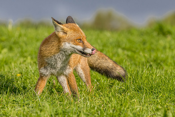 The red fox, Vulpes vulpes