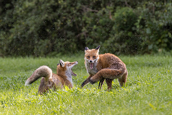 The red fox, Vulpes vulpes