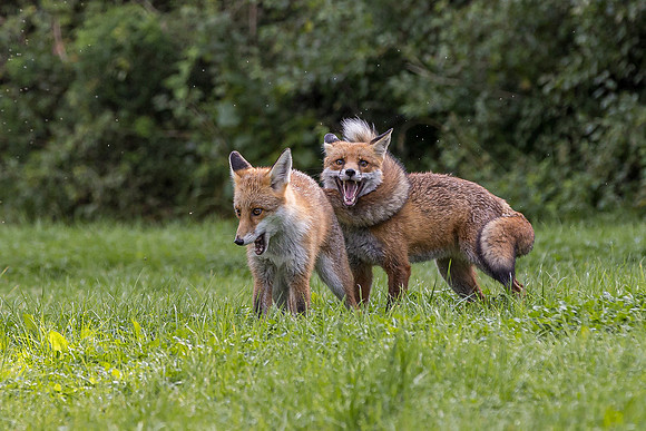 The red fox, Vulpes vulpes